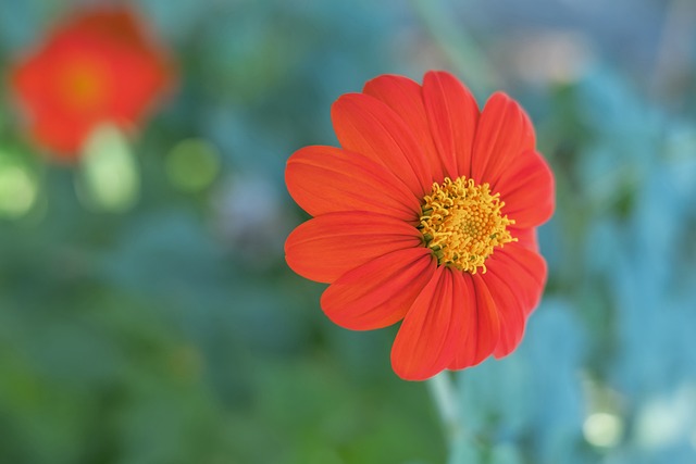 英超前瞻：利兹联伤兵满营残阵出征，切尔西近期状态极为出色